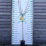 Japonská slivka (Prunus domestica) ´SHIRO´ - výška 150-170 cm, obvod kmeňa 4/6 cm, kont. C6L